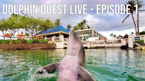 Dolphin Quest Live Daily Dolphin Assessment Youtube
