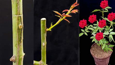 Rose Bud Grafting Grafting Of Rose Plant With Full Update How To