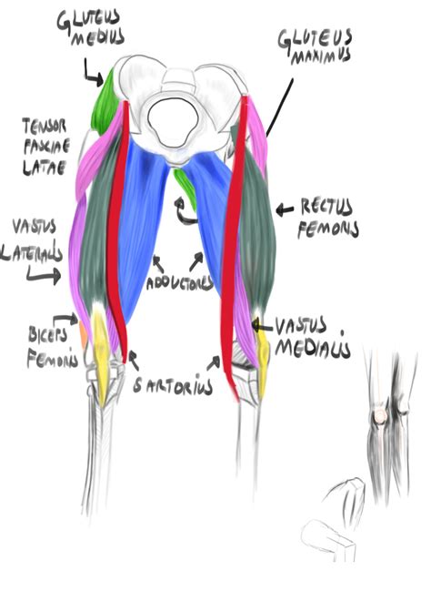 Muscle Names In Your Legs Diagram Of Body Muscles And Names Pin On