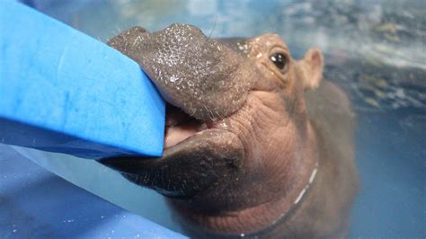 Meet Fiona The Baby Hippo Whose Full Time Job Is To Be Adorable