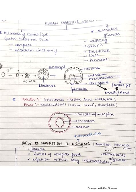 Solution Digestion And Absorption Handwritten Notes Studypool