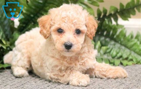 Toy Poodle Mix Puppies In Louisiana Wow Blog