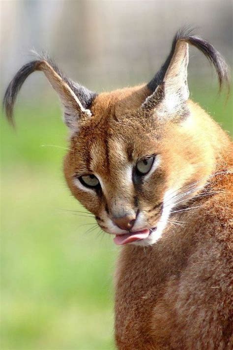 348 Best Caracal Images On Pinterest Big Cats Caracal