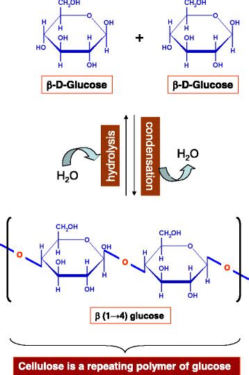 Beta D Glucose Is The Basic Subunit Of Cellulose Which Is An Important