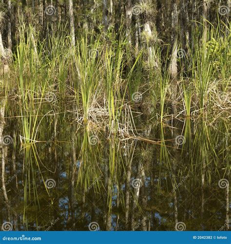 Wetland In Florida Everglades Stock Photography Image 2042382