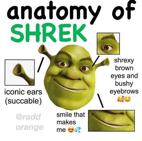 51 Of The Best Shrek Memes The Internet Made Popular Inspirationfeed