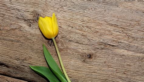 Royalty Free Photo Selective Focus Photography Of Yellow Tulip Flower