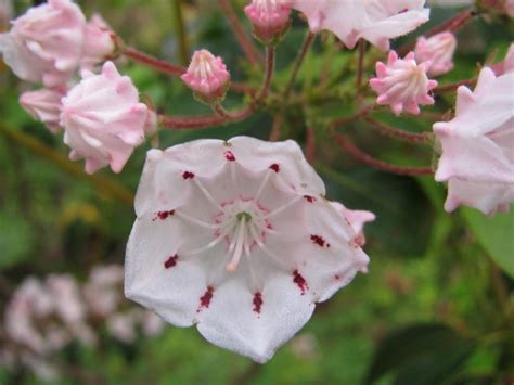 How The Mountain Laurel Became Pennsylvanias State Flower