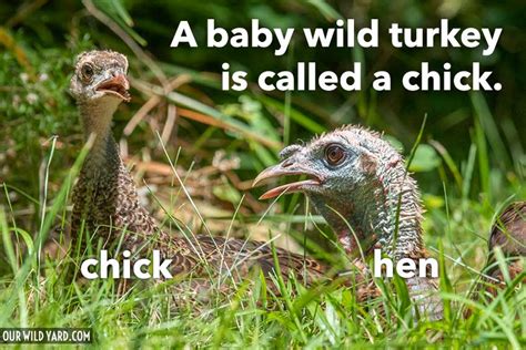 What are Baby Turkeys Called? - Our Wild Yard