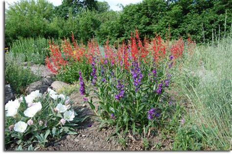 Succulents, fruit trees, roses, trees, drought tolerant. Desert Jewels Nursery - Spokane Valley, WA | Low water ...
