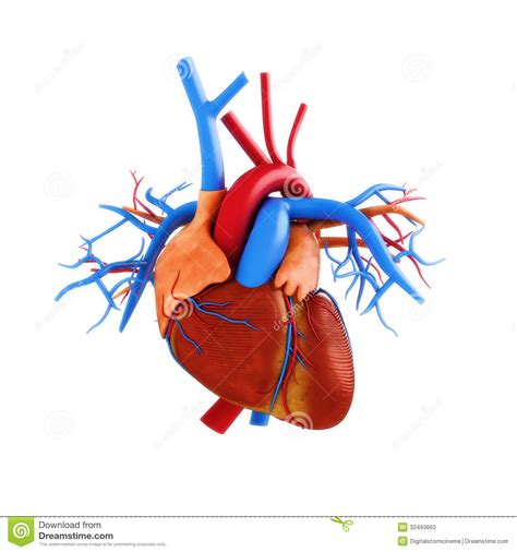 Human Heart Anatomy Illustration Stock Illustration