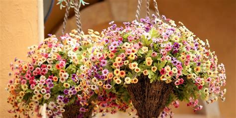 Send funeral vase arrangements from 1800flowers to express your heartfelt sympathy. Growing you own hanging baskets from seed is a great way ...