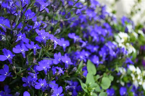 Flores Azul Azules Flor Foto Gratis En Pixabay Pixabay