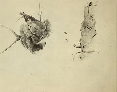 Andrew Wyeth Dry Brush And Pencil Drawings Fogg Art Museum Free