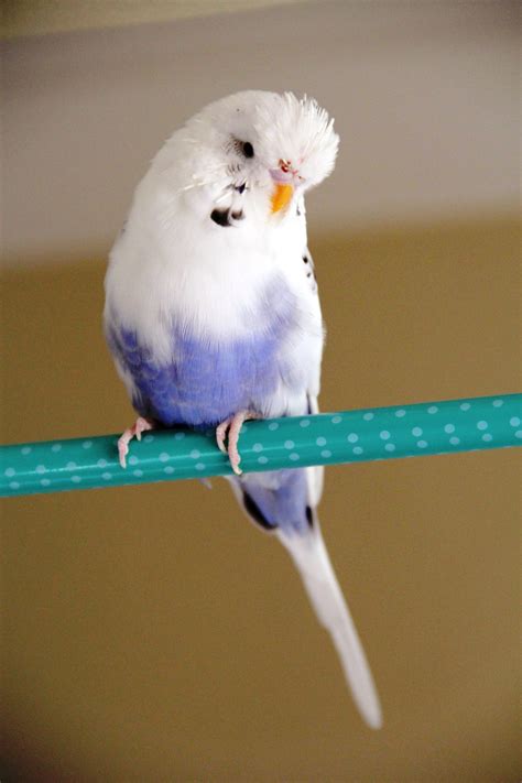 White Blue Budgie 1616455 1280x1920 Your Life Assist