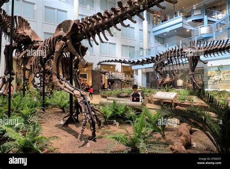Skeletons Of Dinosaurs Exhibit In Carnegie Museum Of Natural History