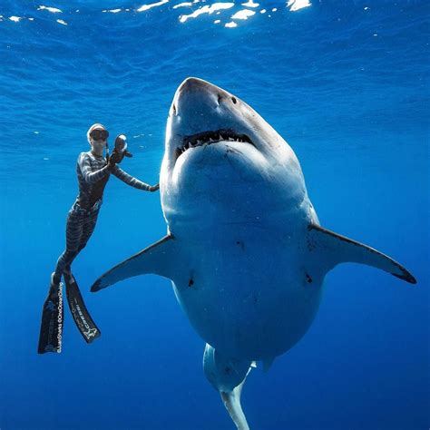 diver ocean ramsey swims with deep blue one of the largest great white sharks in the world