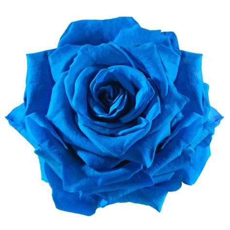 Blue rose Cut flowers - blue flower png download - 738*738 - Free png image