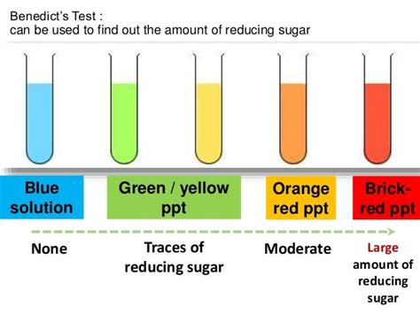 A Level Notes Aqa Biological Molecule Non Reducing Sugar Test