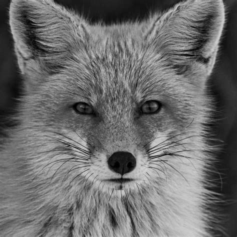 Red Fox Photograph Black And White Animal Photography Wildlife Wall