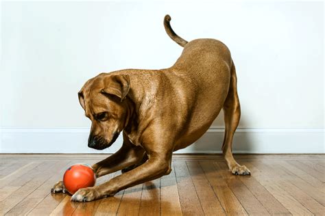 Playdate Smart Ball Lets You Remotely Play Fetch With Your Dog Fortune