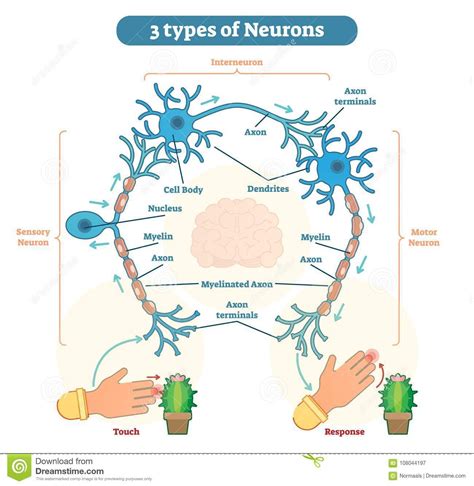 Types Of Neurons Motor Neuron Neurone Biology Notes Website Terms