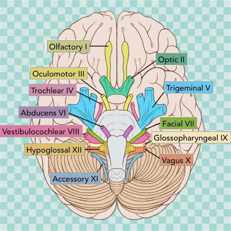 Cranial Nerves Are The Nerves That Emerge Directly From The Brain Including The Brainstem In