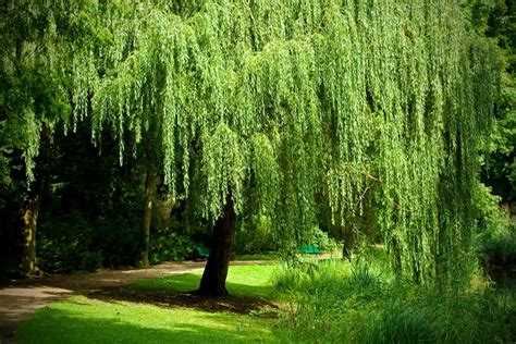 Can You Trim A Willow Tree In The Summer And How To
