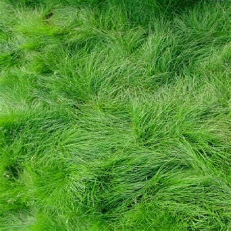 Creeping Red Fescue Grass Seed Shade Tolerant Fescue 1 And 5 Pound