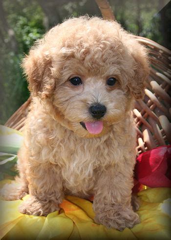 Planning to adopt a pet? Maltipoo Puppies for Sale in New Jersey
