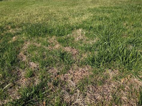 How To Reseed A Patchy Lawn