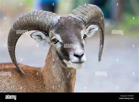 European Mouflon Ovis Orientalis Musimon Is The Westernmost And