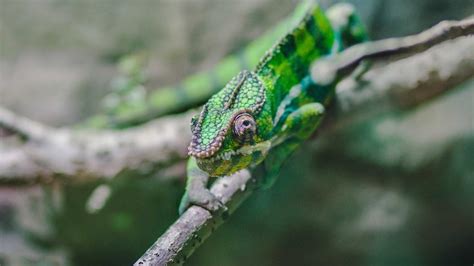 Bucketlist Devi Stuart Fox Chameleon Tickler Abc Radio