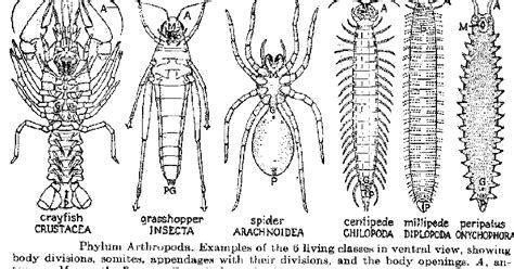 armyista fidyah: arthropoda