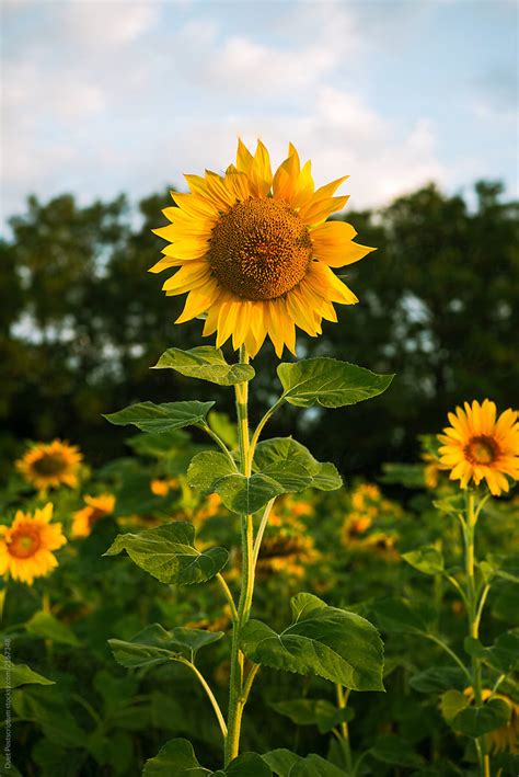 Beautiful Sunflowers In The Field Stocksy United
