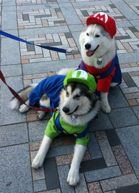 The Best Cosplaying Dogs Of All Time