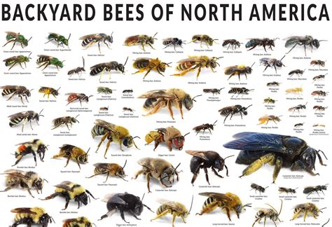 Guide To Types Of Bees Rcoolguides