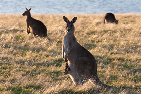 Carnivorous Mammals Australian Wildlife Journeys