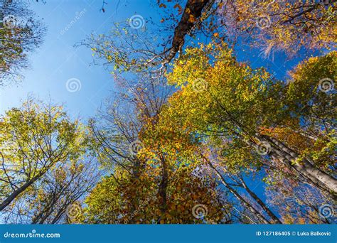 Autumn Forest Trees And Beautiful Blue Sky Stock Image Image Of