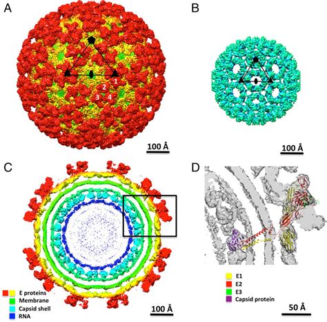Cryo Em Reconstruction Of Immature Chik Virus Like Particle A