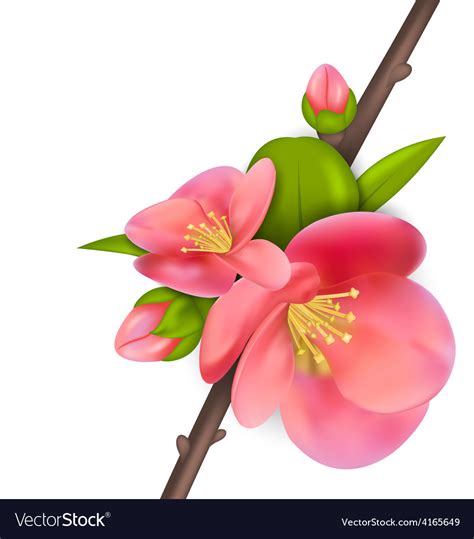 Branch With Buds Of Japanese Quince Chaenomeles Vector Image