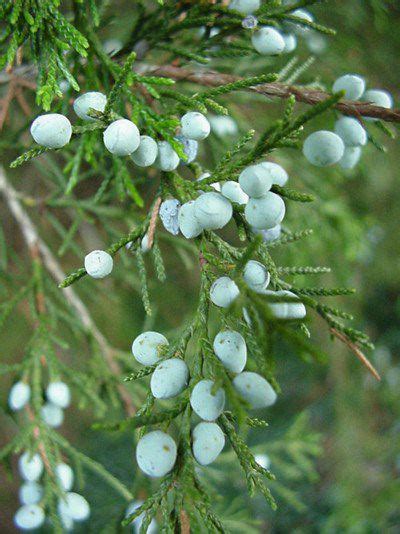 Eastern Red Cedars Juniperus Virginiana