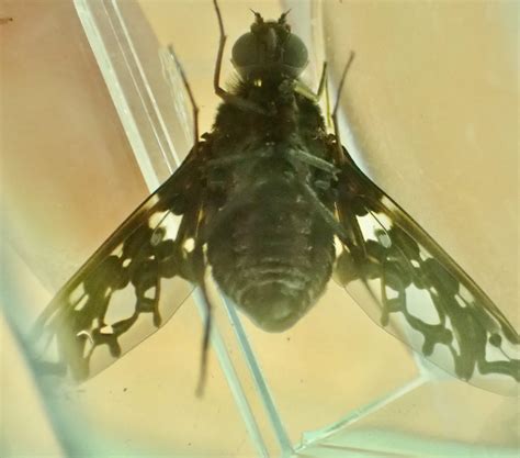 Springfield Plateau Tiger Bee Fly