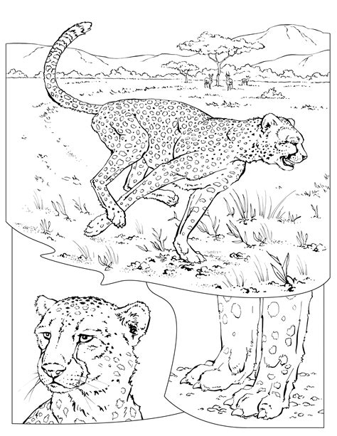 Cheetah Coloring Pages To Download And Print For Free