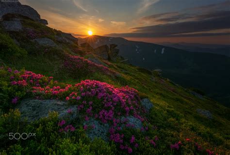 Mountain Flowers By Misha Reme 500px Nature Natural Landmarks Photo