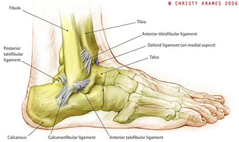 Foot anatomy diagram foot joint diagram foot sprain diagram foot tendons and ligaments pain tendon sheaths in the foot anatomy kenhub. Dry Docked - Three Steps to Avoiding Ankle Injuries | Zigzag Magazine
