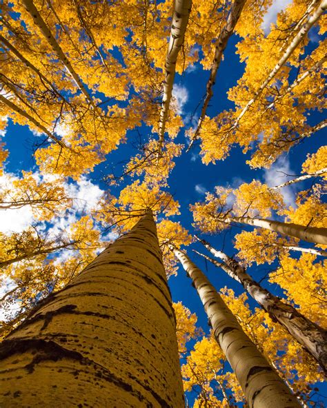 Fall Aspen Photos Landscape Photography Aspen Tree Colorado