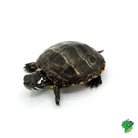 Japanese Pond Turtle Cb Baby Strictly Reptiles Inc