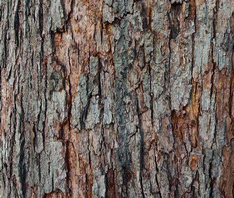 The Texture Of Tree Bark Close Up Stock Image Image Of Saturated