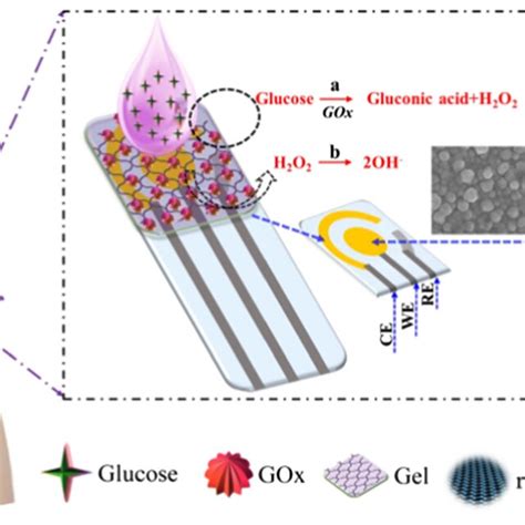 Schematic Illustration Of The Construction Of A Glucose Biosensor And